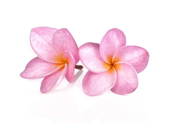 Rózsaszín Plumeria Virágok Elszigetelt Fehér Background — Stock Fotó