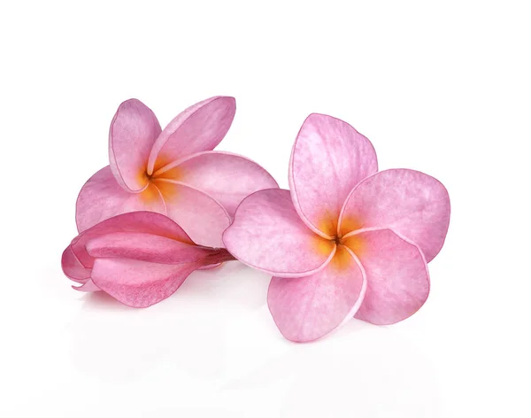Flores de plumeria rosa aisladas sobre fondo blanco —  Fotos de Stock