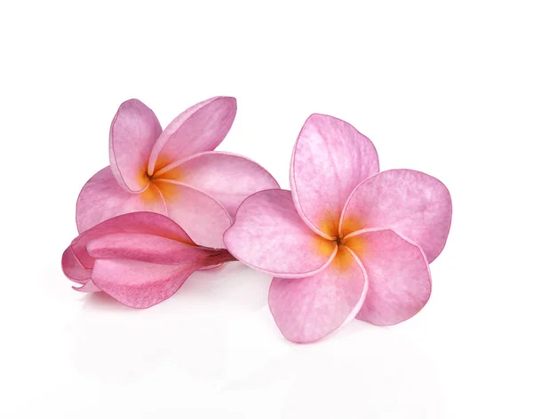 Roze plumeria bloemen geïsoleerd op witte achtergrond — Stockfoto