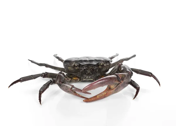 Male field crab on white background. — Stock Photo, Image