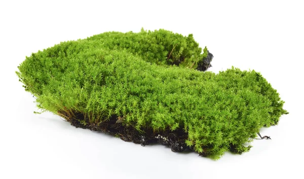Musgo verde isolado em terreno de panificação branco — Fotografia de Stock