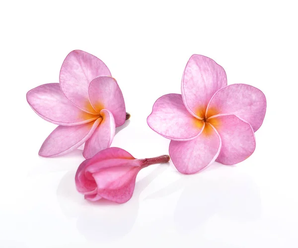 Flores de plumeria rosa isoladas em fundo branco — Fotografia de Stock