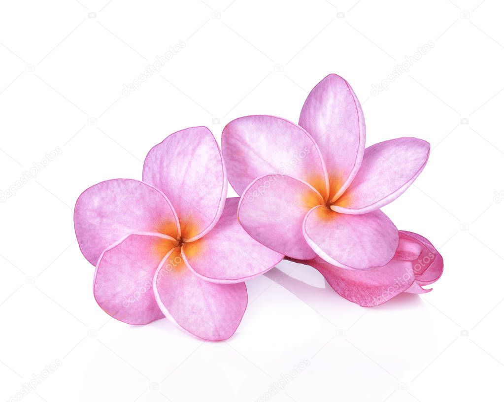 Pink plumeria flowers isolated on white background