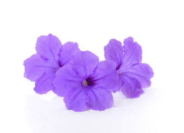 Beyaz arka plan üzerinde izole Menekşe, çiçek