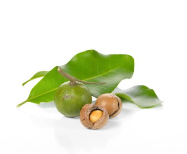 Beyaz arka planda Macadamia cevizi