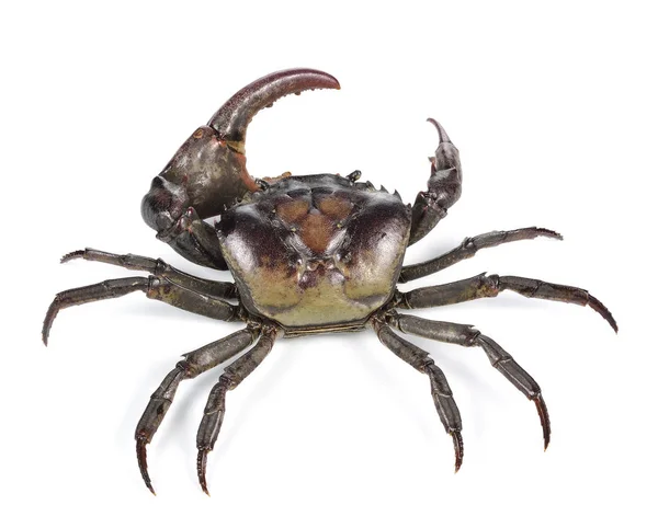 Male field crab on white background. — Stock Photo, Image