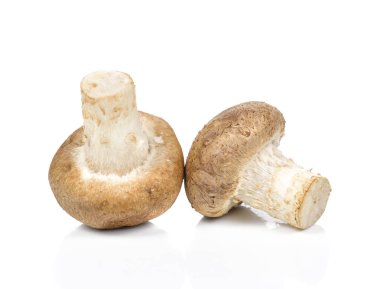 shiitake mantar beyaz zemin üzerine