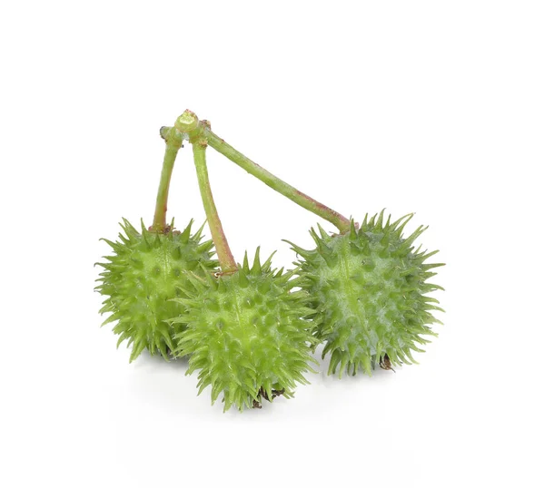 Beyaz arka planda hintyağı fabrikası