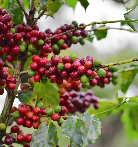 Koffiebonen op koffie boom — Stockfoto