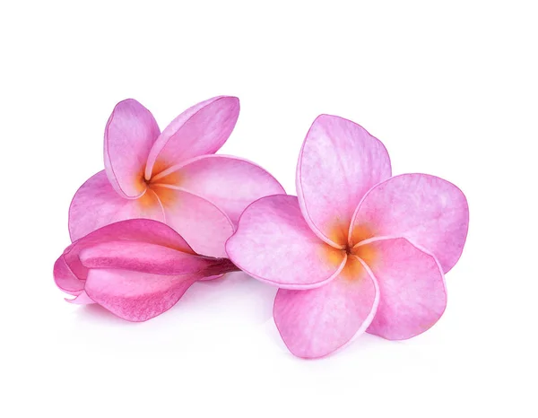Roze plumeria bloemen geïsoleerd op witte achtergrond — Stockfoto