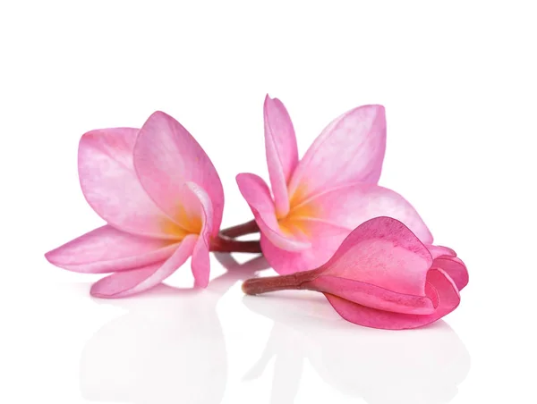 Roze plumeria bloemen geïsoleerd op witte achtergrond — Stockfoto