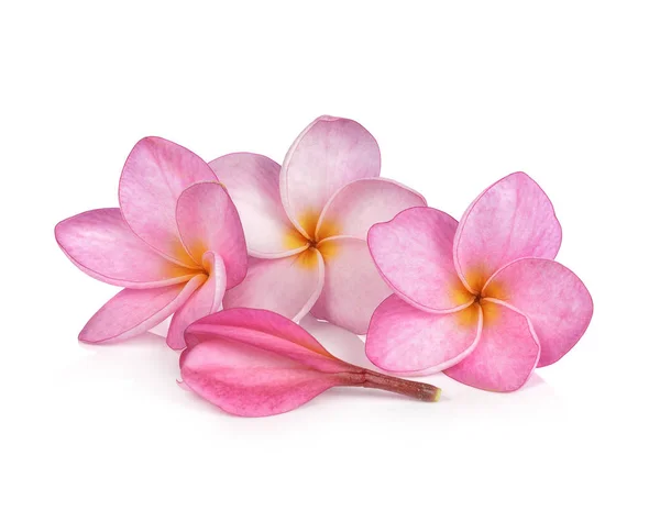 Roze plumeria bloemen geïsoleerd op witte achtergrond — Stockfoto