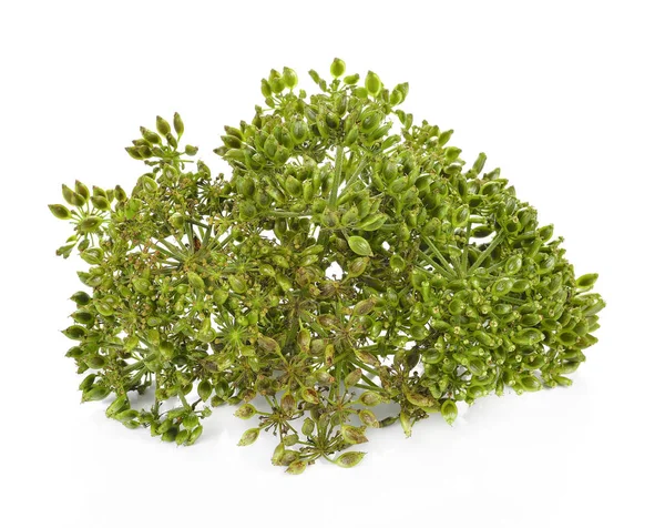 taze dereotu tohumu beyaz arka plan üzerinde