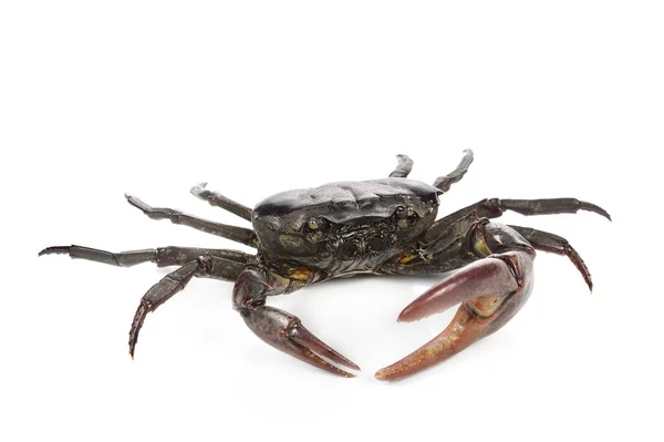 Male field crab on white background. — Stock Photo, Image