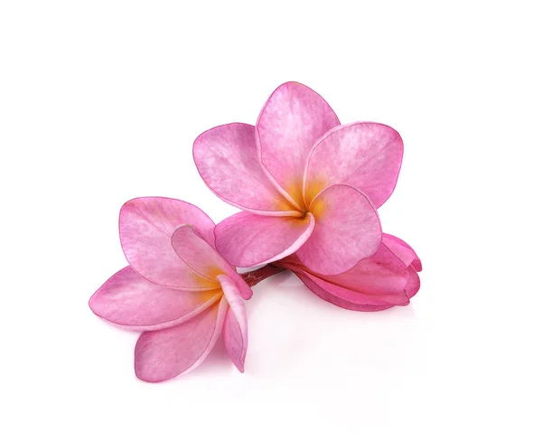 핑크 plumeria 꽃 흰색 배경에 고립 — 스톡 사진