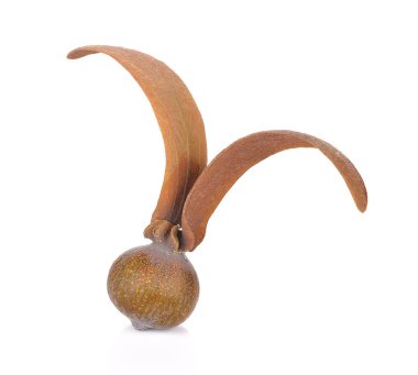 Dipterocarpus Alatus çiçek beyaz arka plan üzerinde