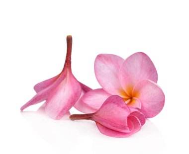 Beyaz arka plan üzerinde izole pembe plumeria çiçekler