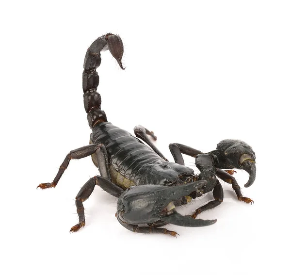 Escorpião em fundo branco — Fotografia de Stock
