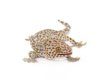 Gecko beyaz arkaplanda izole edildi