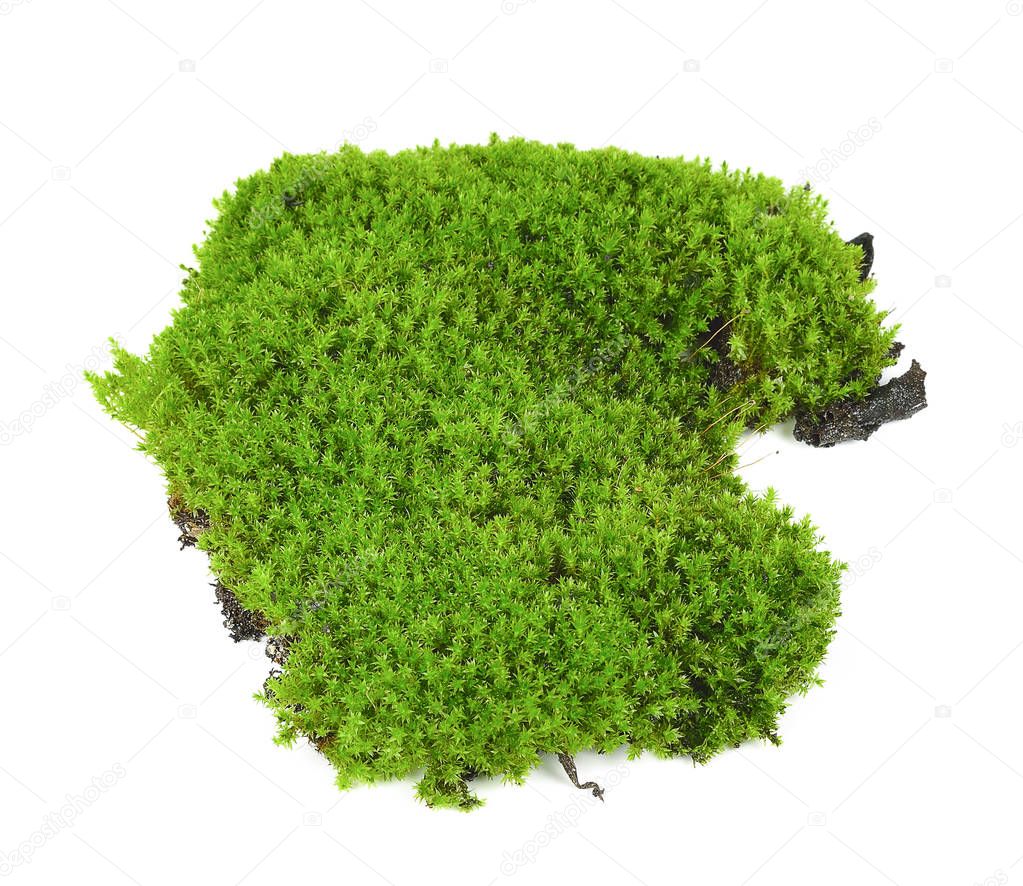 Green moss isolated on white bakground