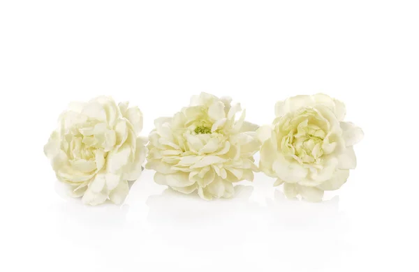 Jasmine Flower Isolated on White Background — Stock Photo, Image