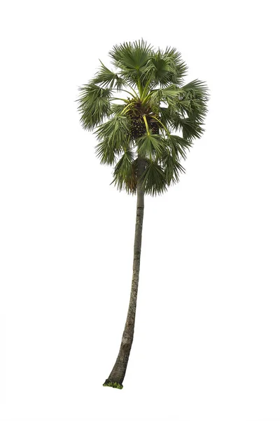 Cukr palmový strom — Stock fotografie