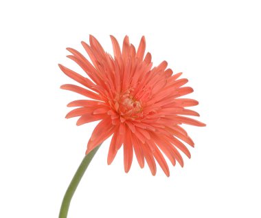 Gerbera çiçeği beyaz arkaplanda izole edilmiş
