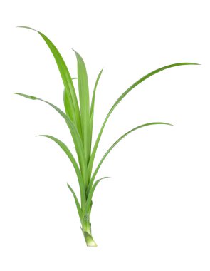 Taze Pandan yaprakları beyaz arkaplanda izole