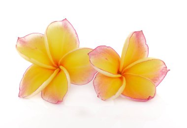 Beyaz arka plan üzerinde izole plumeria rubra çiçek