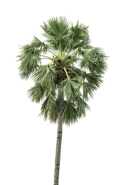 Socker palm på vit bakgrund. — Stockfoto