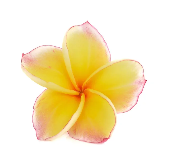 Plumeria rubra květina izolovaných na bílém pozadí — Stock fotografie