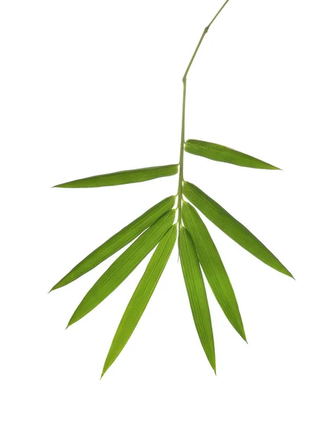 Folhas de bambu isoladas no fundo branco — Fotografia de Stock