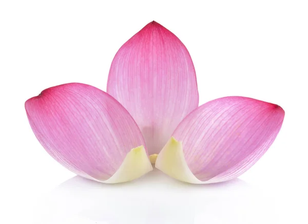 Close-up op lotusblaadje op witte achtergrond — Stockfoto