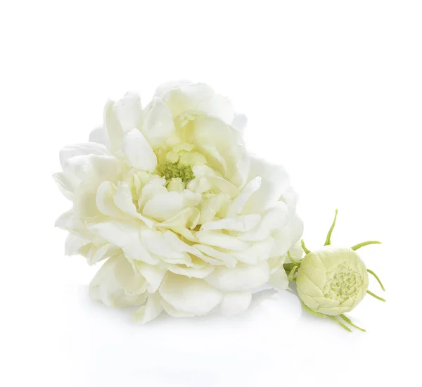 Жасминовый цветок на белом фоне — стоковое фото
