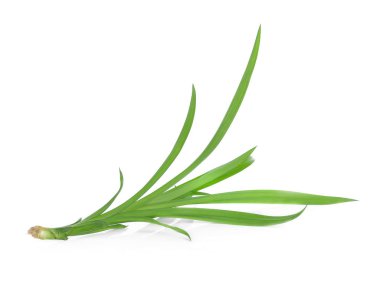 Taze Pandan yaprakları beyaz arkaplanda izole