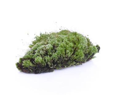 Yeşil yosun, beyaz fırında izole edilmiş.