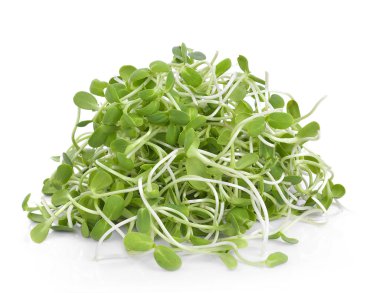 beyaz arka plan üzerinde izole yeşil genç ayçiçeği