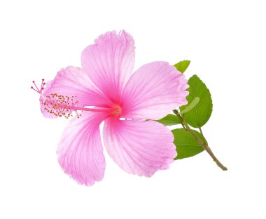 Beyaz arkaplanda izole edilmiş Hibiscus çiçeği
