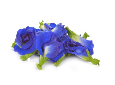 Beyaz arka planda kelebek bezelyesi çiçeği