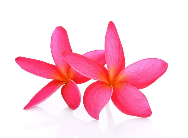 Plumeria bloemen geïsoleerd op witte achtergrond — Stockfoto