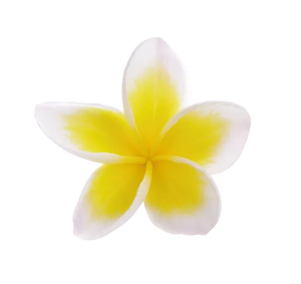 Plumeria flowers isolated on white background Royalty Free Stock Photos