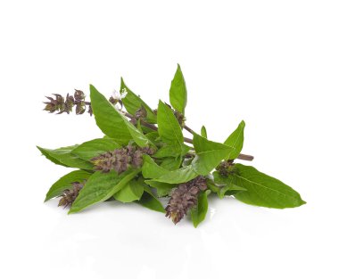 Reyhan beyaz zemin üzerine