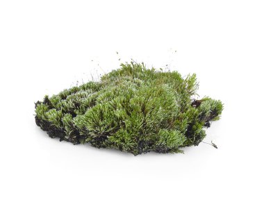 beyaz zemin üzerine yeşil yosun