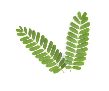 demirhindi beyaz arka plan üzerinde bırakır