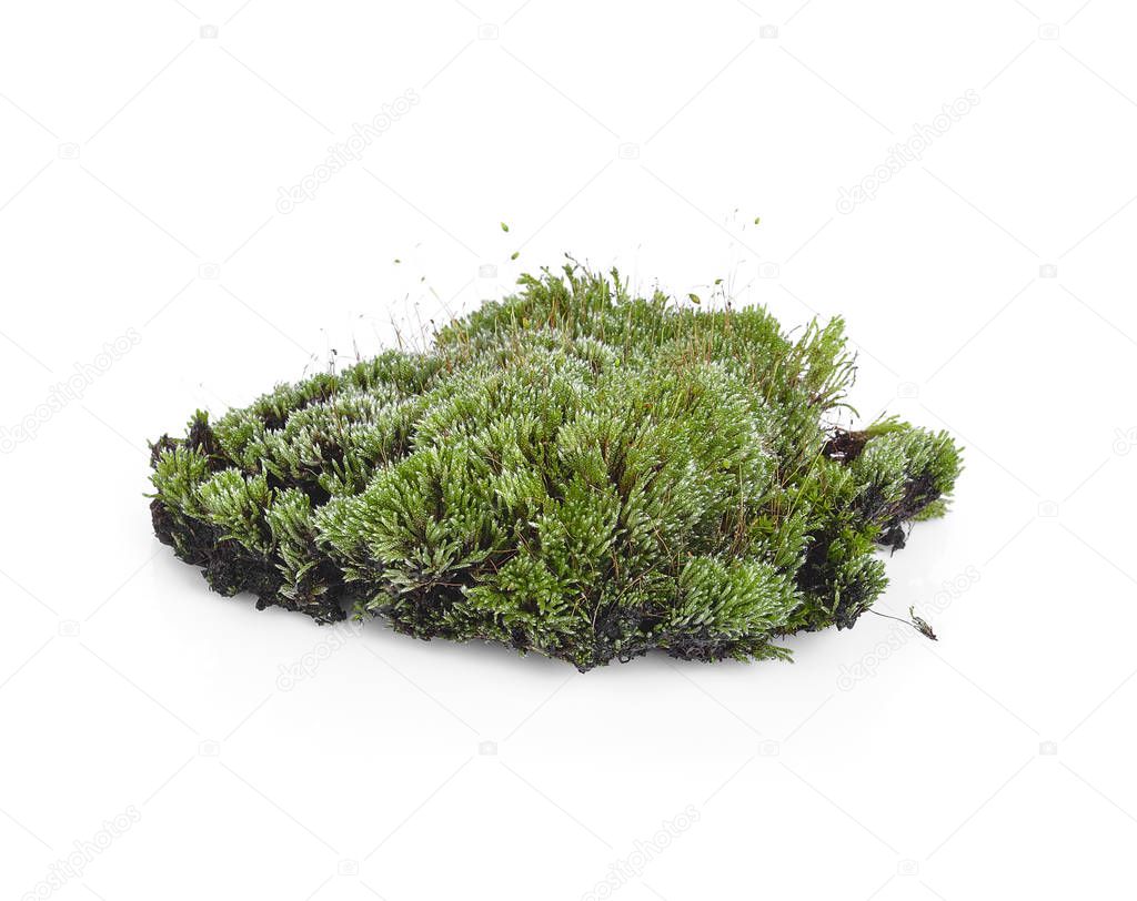 Green moss on white background