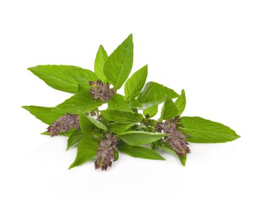 Reyhan beyaz zemin üzerine