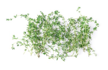 Kekik taze otlar beyaz arka planda izole edilmiş..