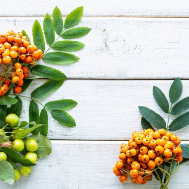 Sonbahar arkaplanı. Elma, balkabağı, cennet elmaları, beyaz ahşap arka planda Rowan. Hasat. Üst Manzara. Boşluğu kopyala