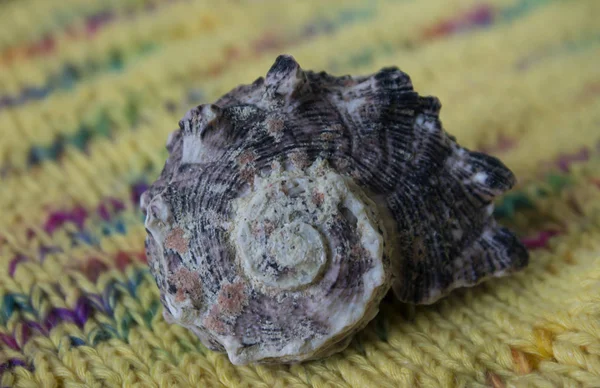 Close Colorful Knitted Fabric Sea Shell — Stock Photo, Image