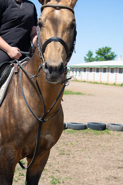 Jockey Rijden Een Rode Paard Hoofdstel Ranch Achtergrond — Stockfoto